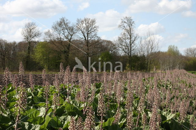 Groot hoefblad (Petasites hybridus)