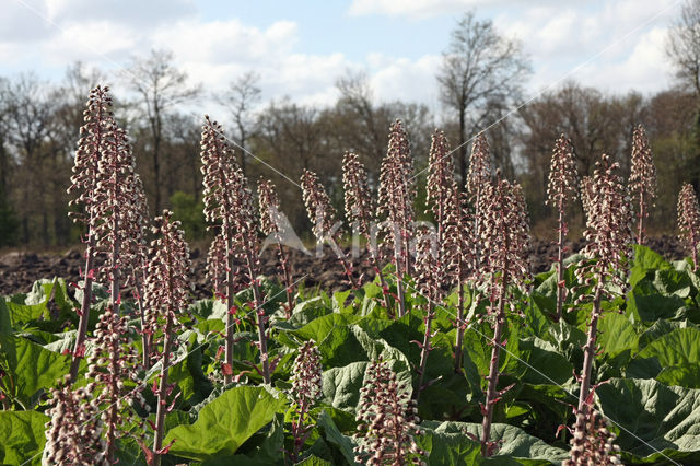 Butterbur (Petasites hybridus)