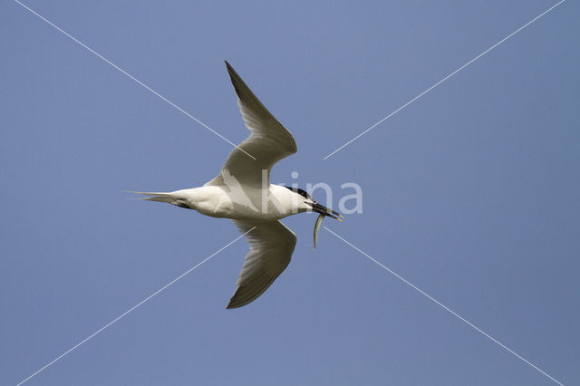 Grote Stern (Sterna sandvicensis)