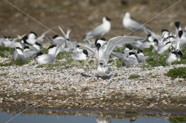 Grote Stern (Sterna sandvicensis)