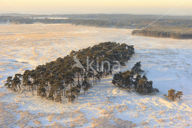 Grove den (Pinus sylvestris)