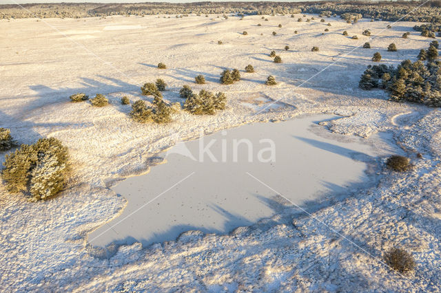 Grove den (Pinus sylvestris)