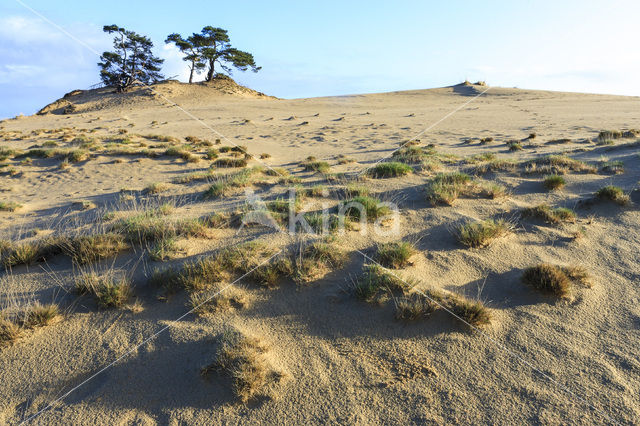 Grove den (Pinus sylvestris)