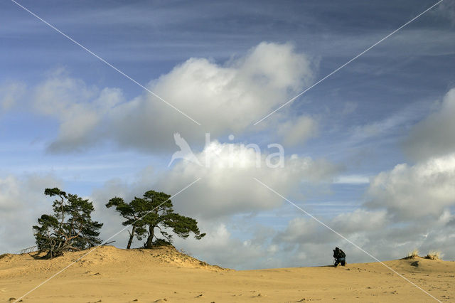 Grove den (Pinus sylvestris)