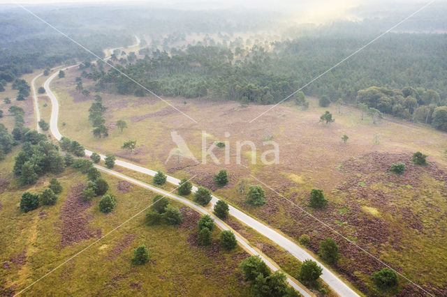 Grove den (Pinus sylvestris)