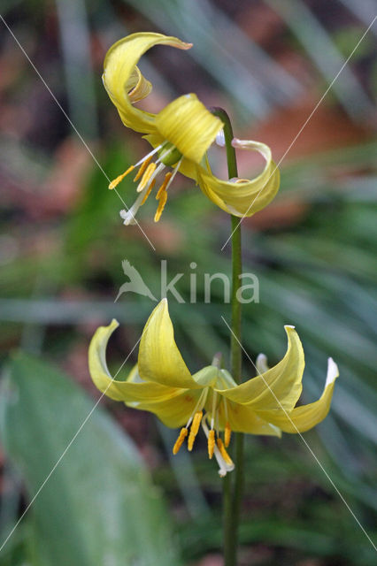 Hondstand (Erythronium americanum)