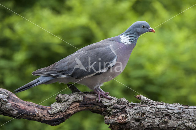 Houtduif (Columba palumbus)