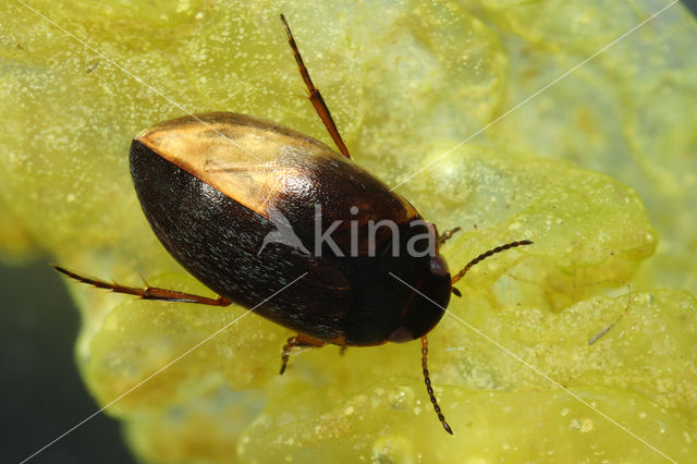 Hydroporus pubescens