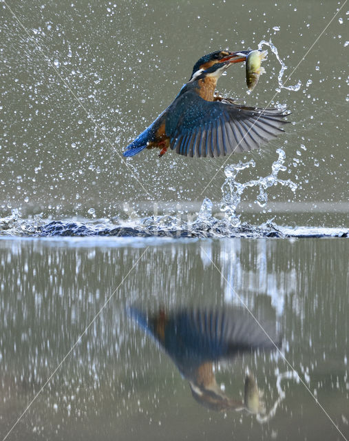 IJsvogel (Alcedo atthis)