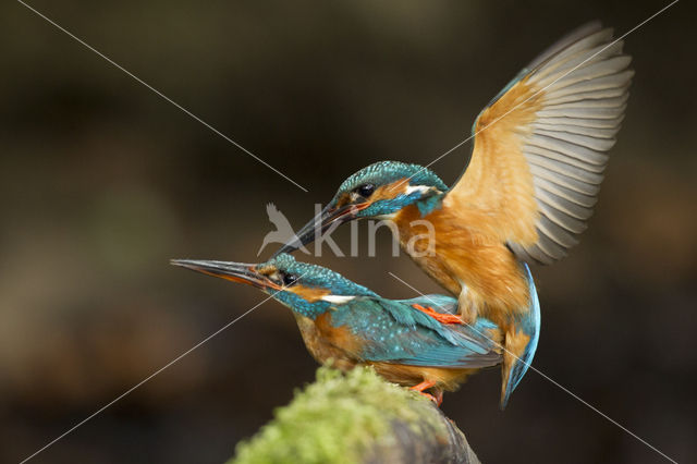 IJsvogel (Alcedo atthis)