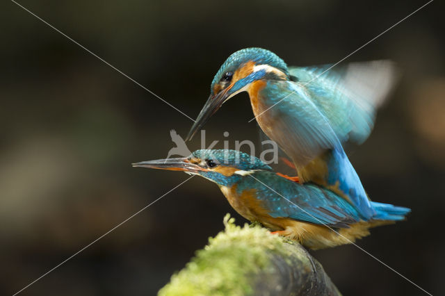 IJsvogel (Alcedo atthis)