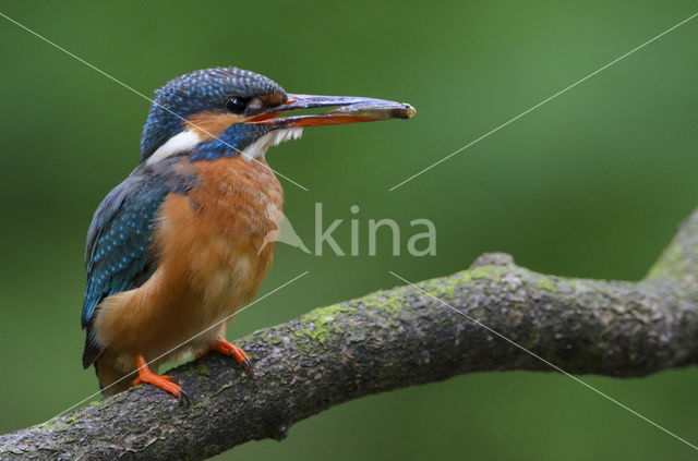 IJsvogel (Alcedo atthis)