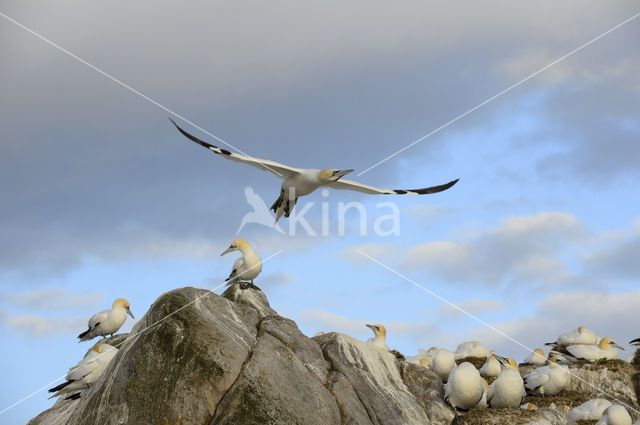 Northern Gannet (Morus bassanus)