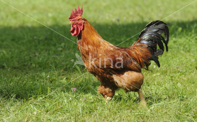 Kip (Gallus spec.)