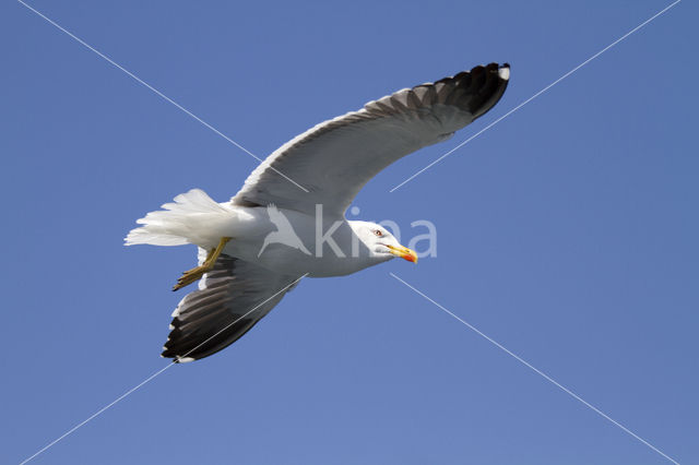 Kleine Mantelmeeuw (Larus fuscus)