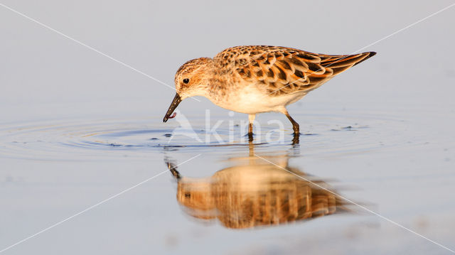 Kleine Strandloper (Calidris minuta)