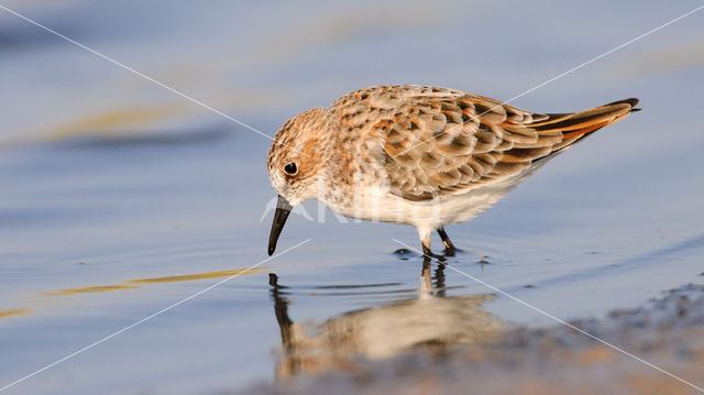 Kleine Strandloper (Calidris minuta)