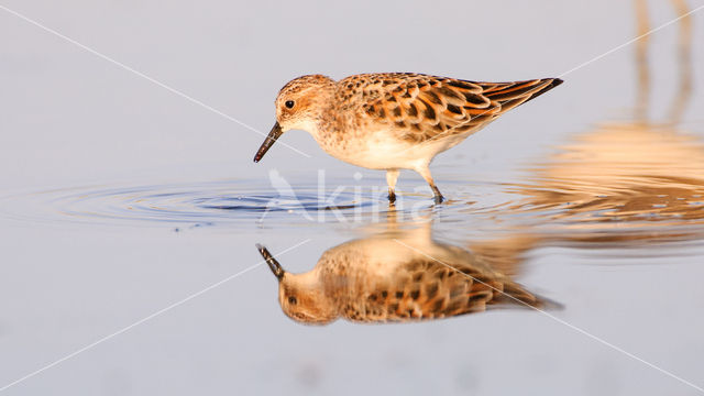 Little Stint (Calidris minuta)