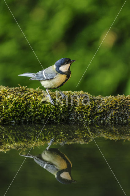 Koolmees (Parus major)