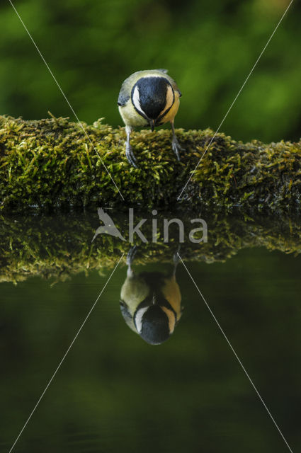 Koolmees (Parus major)