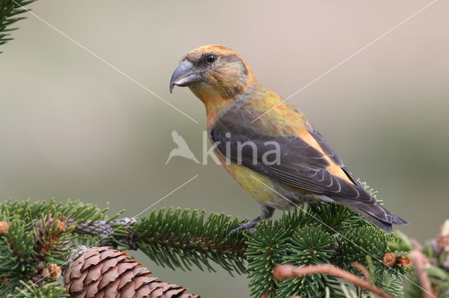 Red Crossbill (Loxia curvirostra)