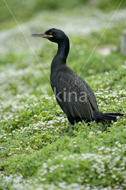 Kuifaalscholver (Phalacrocorax aristotelis)