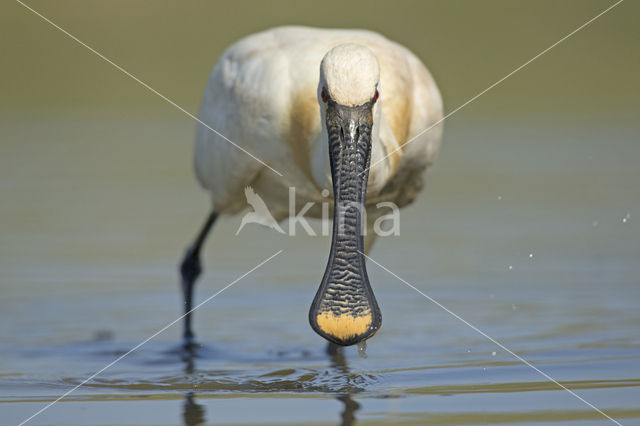 Lepelaar (Platalea leucorodia)