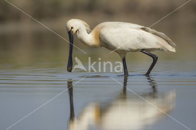 Lepelaar (Platalea leucorodia)