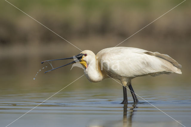 Lepelaar (Platalea leucorodia)