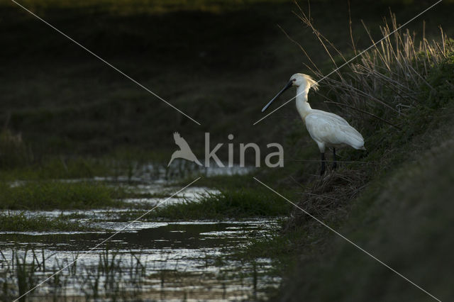 Lepelaar (Platalea leucorodia)