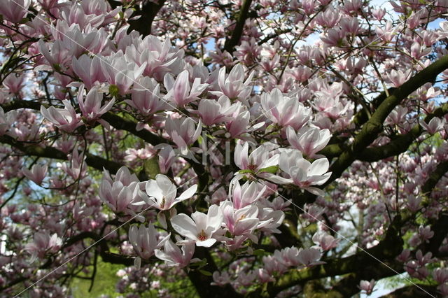 Magnolia (Magnolia spec.)