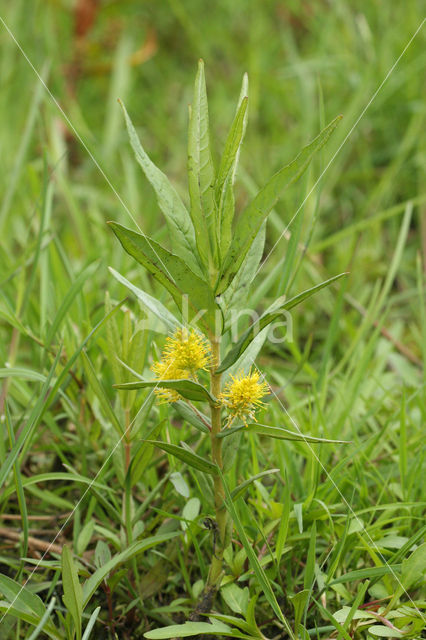 Moeraswederik (Lysimachia thyrsiflora)