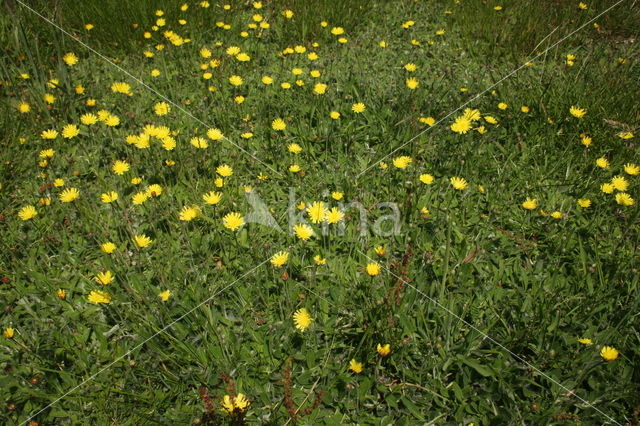 Muizenoor (Hieracium pilosella)