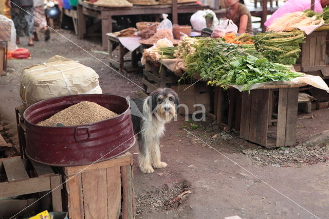 Myanmar