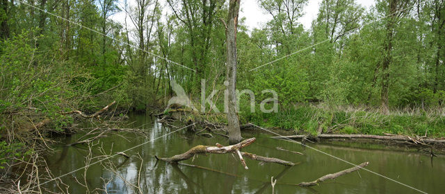 Nationaal Park de Biesbosch