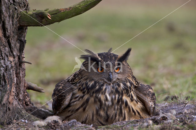 Oehoe (Bubo bubo)