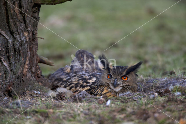 Oehoe (Bubo bubo)