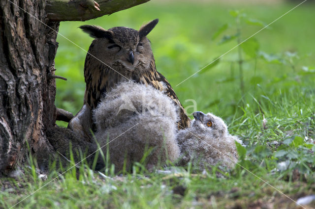 Oehoe (Bubo bubo)