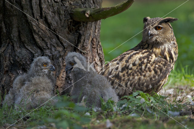 Oehoe (Bubo bubo)