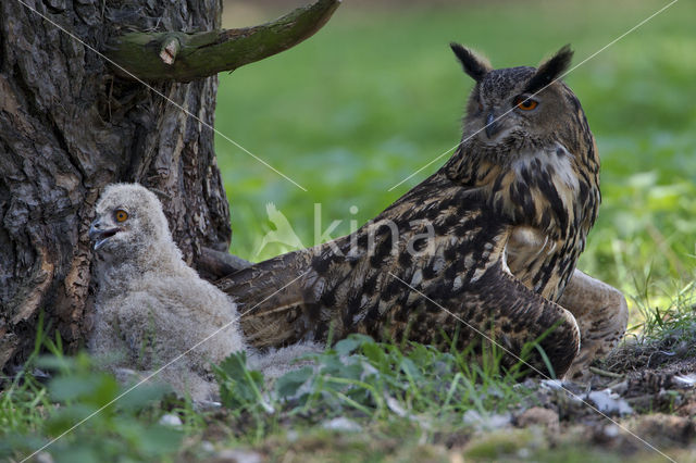 Oehoe (Bubo bubo)