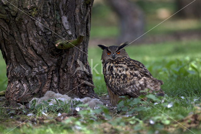 Oehoe (Bubo bubo)