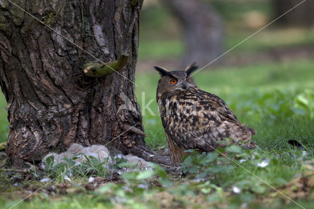 Oehoe (Bubo bubo)