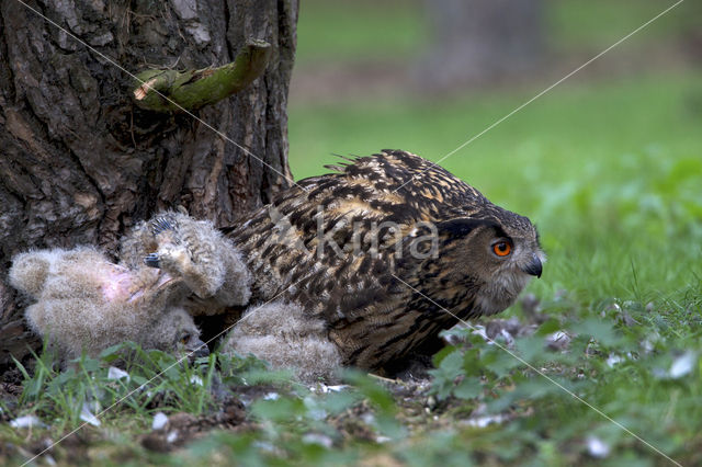 Oehoe (Bubo bubo)