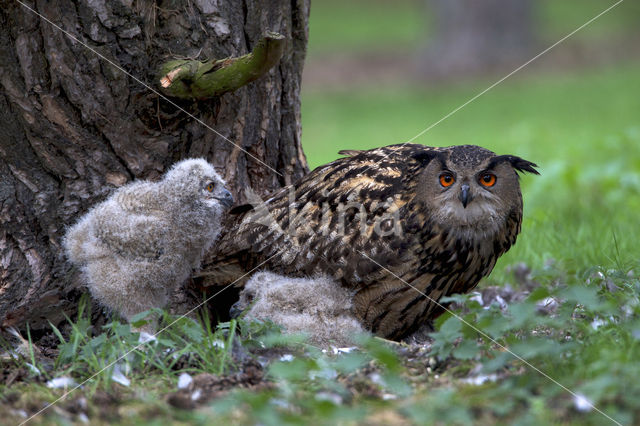 Oehoe (Bubo bubo)