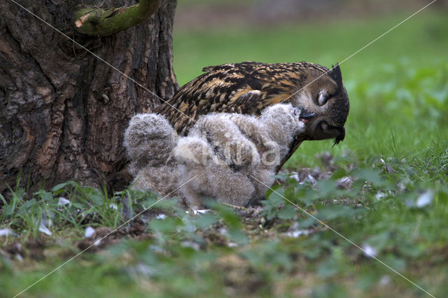 Oehoe (Bubo bubo)