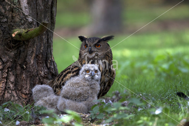 Oehoe (Bubo bubo)