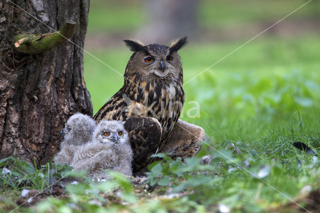 Oehoe (Bubo bubo)