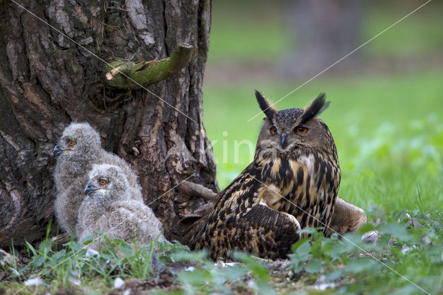 Oehoe (Bubo bubo)