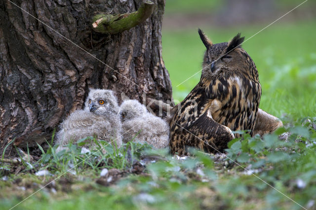 Oehoe (Bubo bubo)