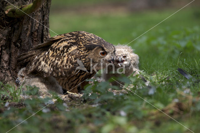 Oehoe (Bubo bubo)